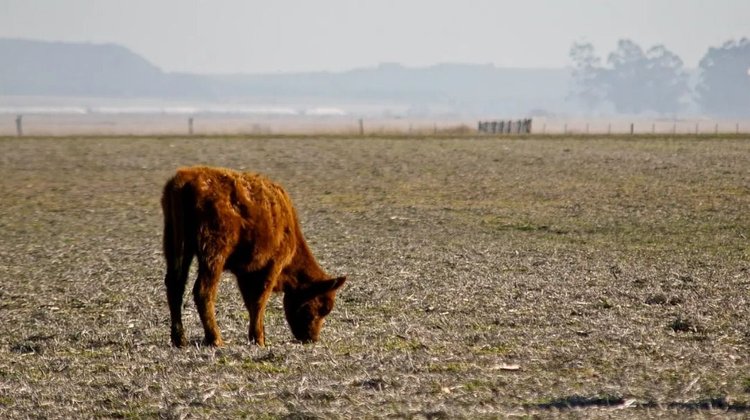 Whats_App_Image_2026_04_06_at_12_06_18_AM_8e8e96287f