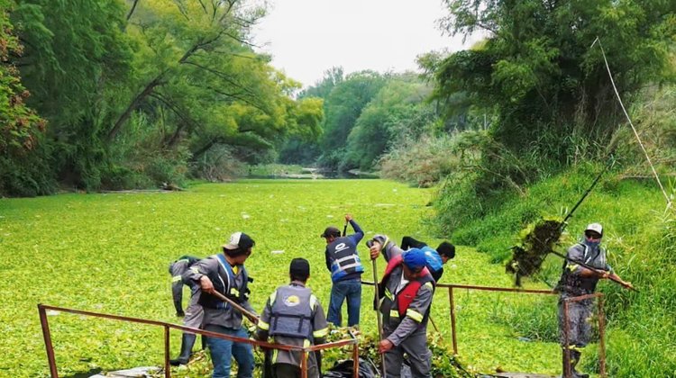 Retirarán 300 toneladas de plaga acuática en la presa de La Boca