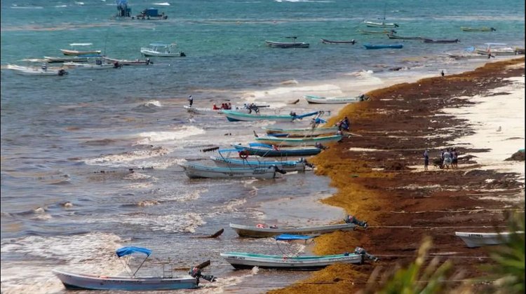 Declaran polo industrial para aprovechar sargazo en Quintana Roo