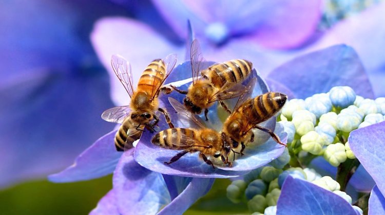 México lanza campaña para salvar a las abejas por plaga agrícola