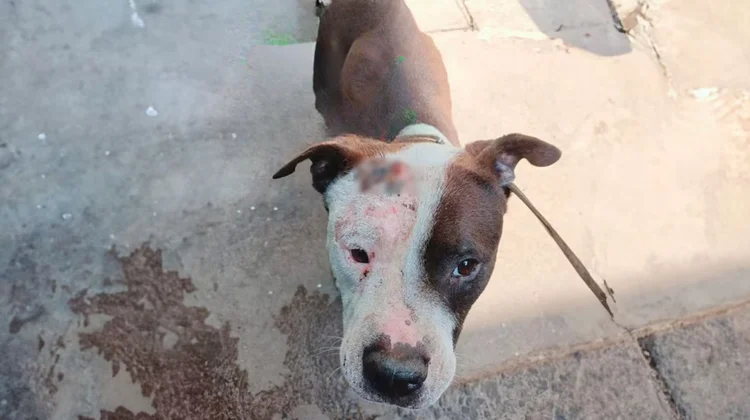 Atacan con aceite hirviendo a perro callejero; piden ayuda
