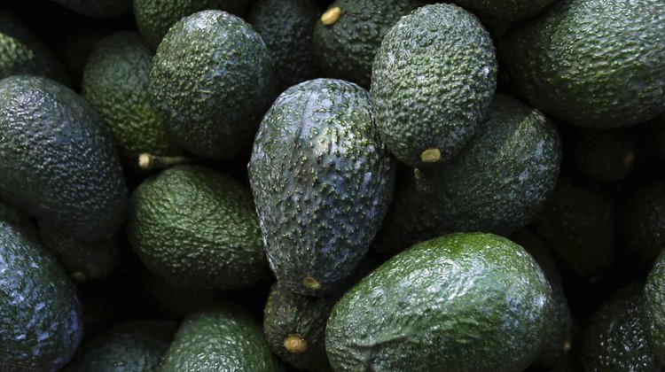Impedirá Gobierno exportar aguacate de huertas deforestadas