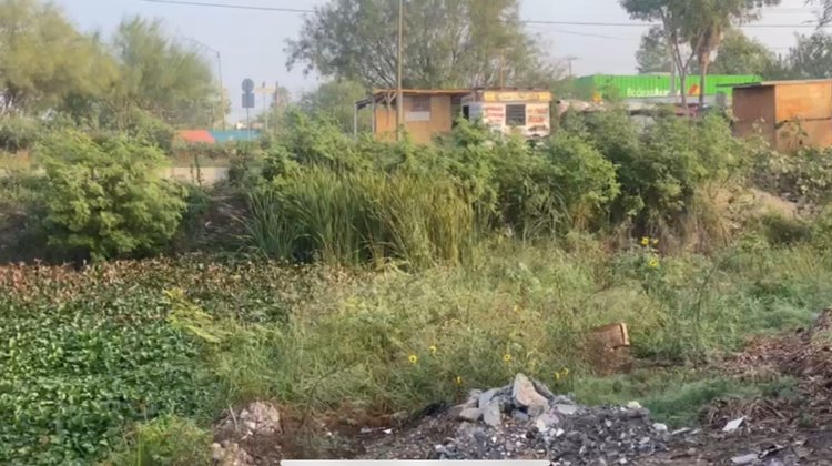 Reaparece el lirio acuático en calicheras de Balcones de Alcalá 