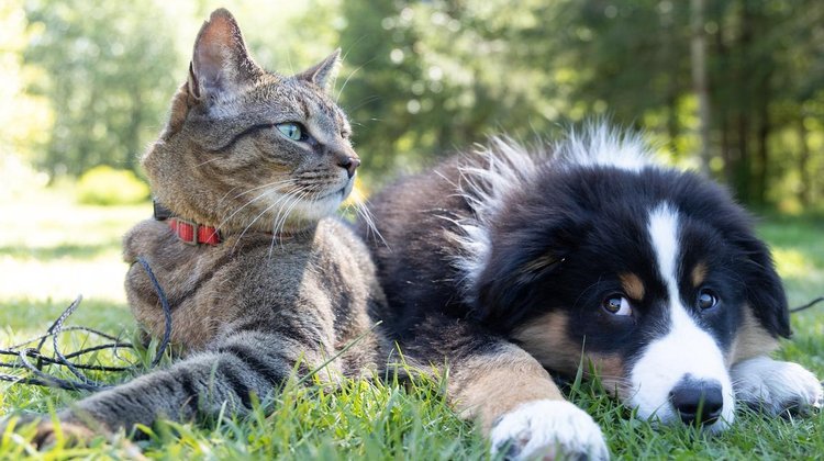 Piden proteger a las mascotas ante las altas temperaturas 