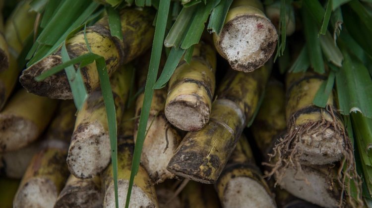 aranceles_azucar_mexico_8a1c4b0f8c