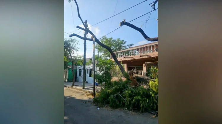 Árbol ponen en riesgo a vecinos; lo sostienen con una madera
