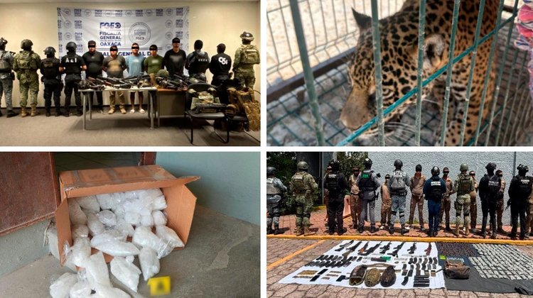Incautan fauna silvestre, drogas y armas en seis entidades