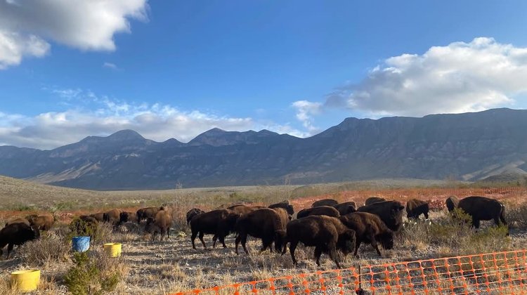 Reintroducen manada de 44 bisontes americanos a Cuatro Ciénegas