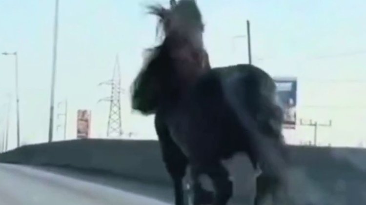 ¡De película! Sorprende caballo a todo galope sobre Av. Lincoln