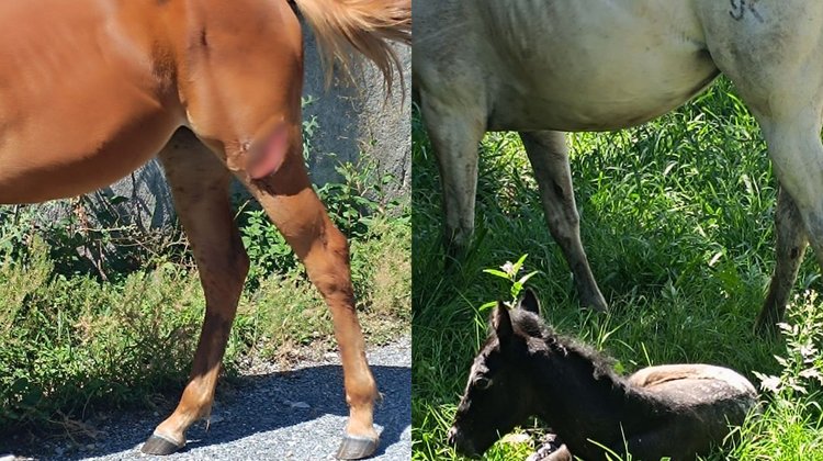 Captan caballos sueltos, uno de ellos herido en Villas La Rioja