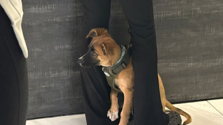 Veterinarios alertan por riesgos del frío en mascotas