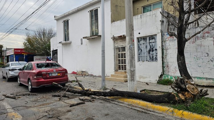 Cae árbol sobre auto en fraccionamiento Joyas de Anáhuac