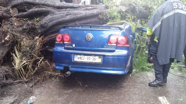 Cae árbol sobre un auto y mata a madre; rescatan a bebé