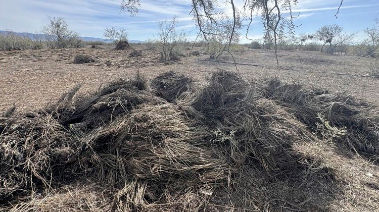 Mantienen vigente producción de la cera de candelilla