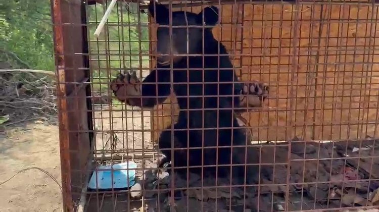 Capturan y ponen bajo resguardo a oso negro en Salinas Victoria