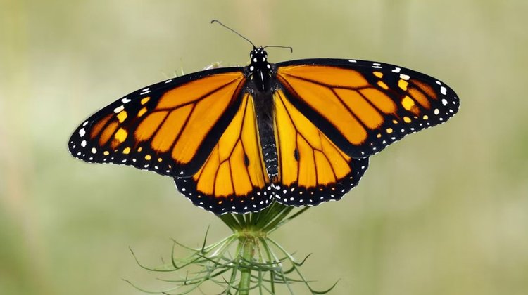 Confirman llegada de mariposa monarca a Coahuila