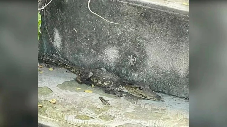 Capturan a cocodrilo bebé en colonia de Ciudad Victoria