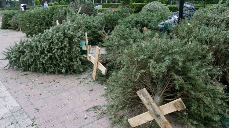 Instala Monterrey Centros de acopio de pinos navideños naturales