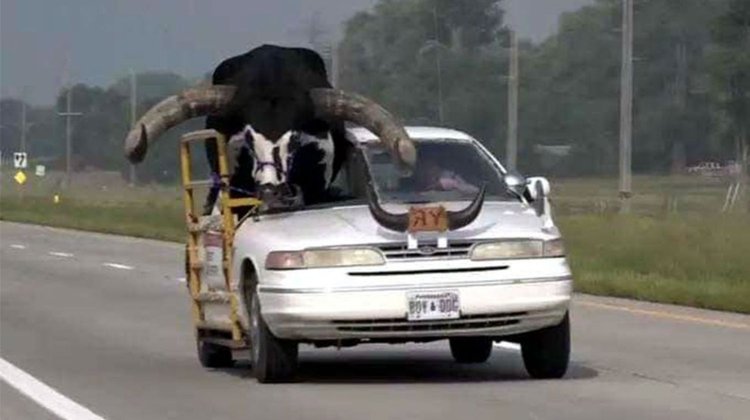 Hombre saca a pasear en el vehículo a su mascota: un ¡Toro!