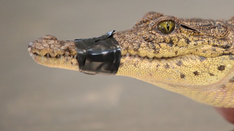 Cocodrilo capturado en Palo Blanco presenta marca de cautiverio