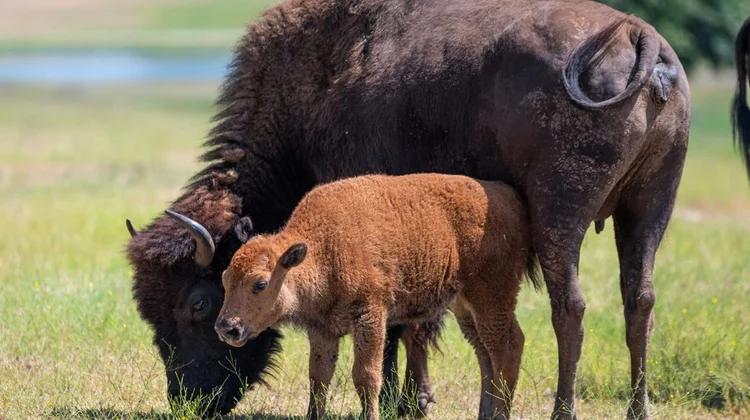 Nace cría de bisonte americano en reserva natural en NL