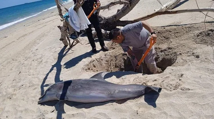 Encuentran a delfín muerto en las costas de playa Miramar