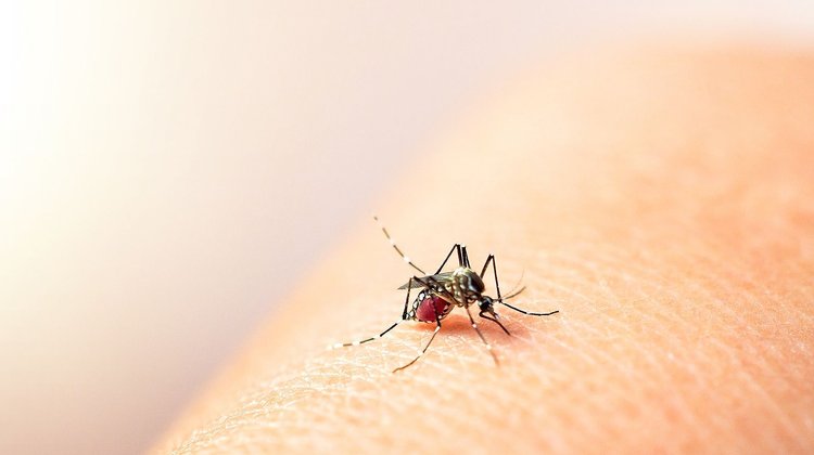 Reporta Salud siete muertes por dengue en México