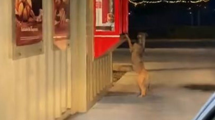 Desata ternura perrito que hace fila en drive thru