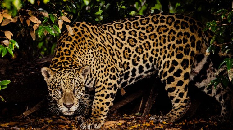 Celebran Día del Jaguar, símbolo de la biodiversidad mexicana