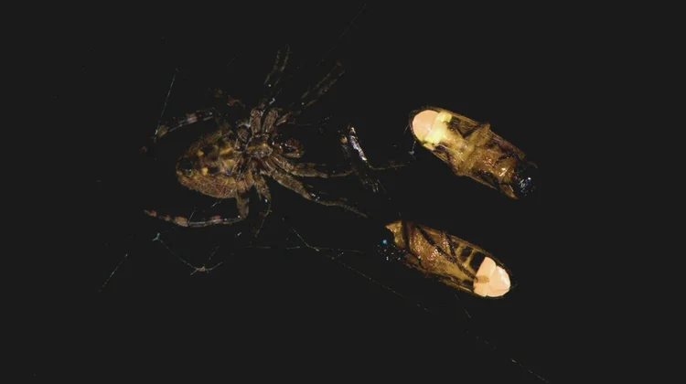 Una araña manipula luz de luciérnagas para lograr más presas