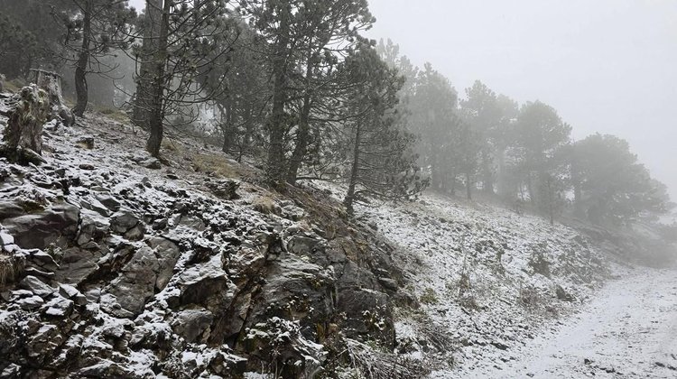 Reportan caída de nieve en el Cerro del Potosí, en Galeana