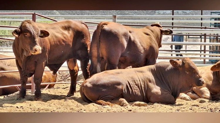 Refuerza Coahuila blindaje por caso de gusano barrenador en NL