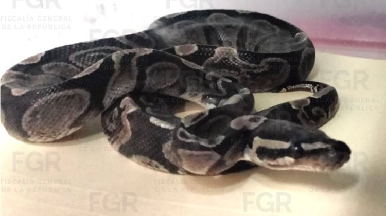 Rescata FGR a animales en peligro de extinción durante cateos