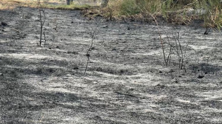 Liquidan incendio forestal en Bustamante; afecta 32 hectáreas 