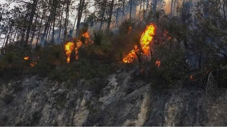 Contabilizan hasta 18 incendios forestales en Tamaulipas