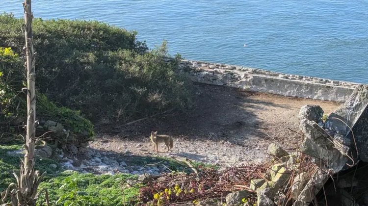 inter_coyote_alcatraz_945470c101