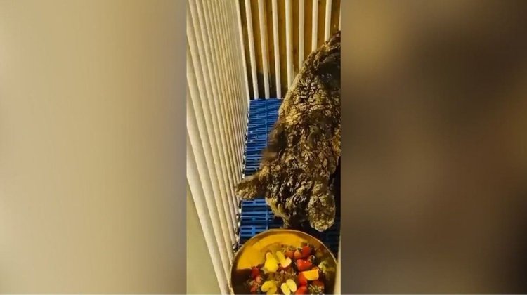 La osa Mina llega a su nuevo hogar en Hidalgo