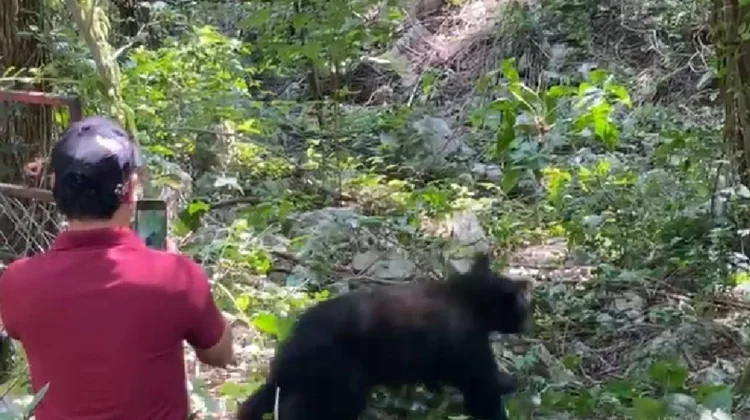 Liberan a seis ejemplares de diversas especies en Tamaulipas