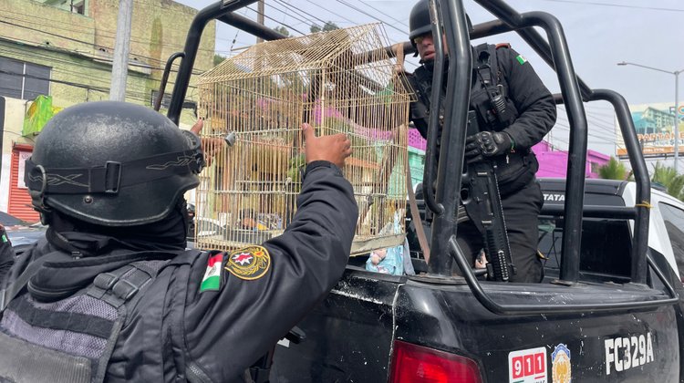 Hace FC mega operativo; se llevan a un detenido y a 2 loros