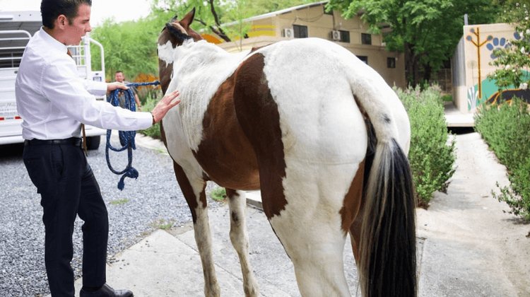 Adoptan a yegua maltratada y la llevan a refugio en NL