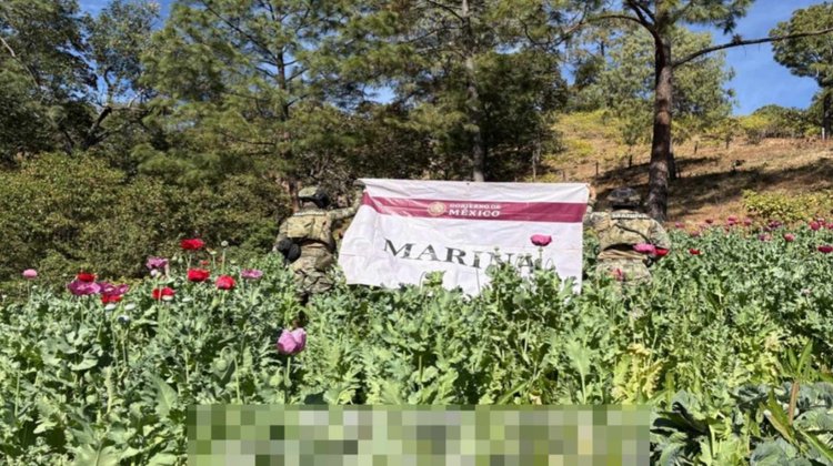 Marina destruye 32 plantíos de amapola en Nayarit