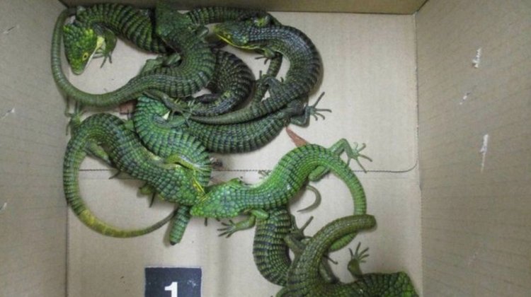 Detienen en Japón a mexicano con lagartos ocultos en calcetines