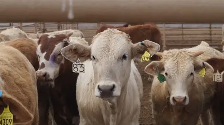 Registra Yucatán 82 nuevos casos de gusano barrenador en ganado