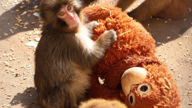 Un mono abandonado y su inseparable peluche conquistan las redes