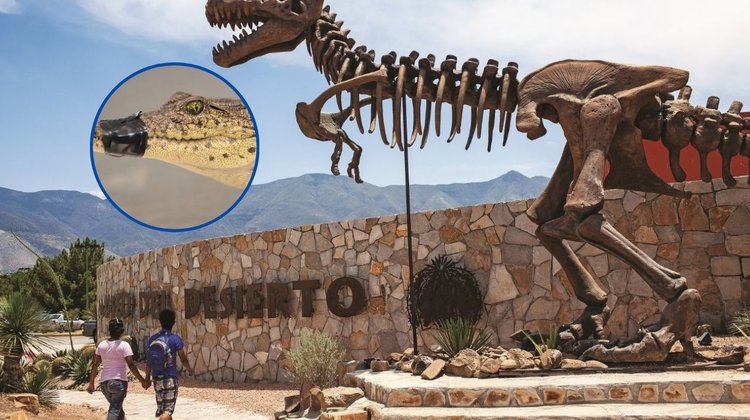 Cocodrilo rescatado se quedará en el Museo del Desierto