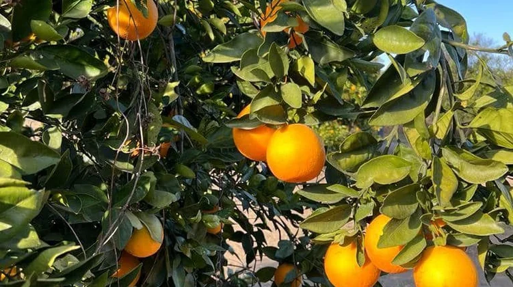 naranjas_lluvias_1_fbf0b168e7