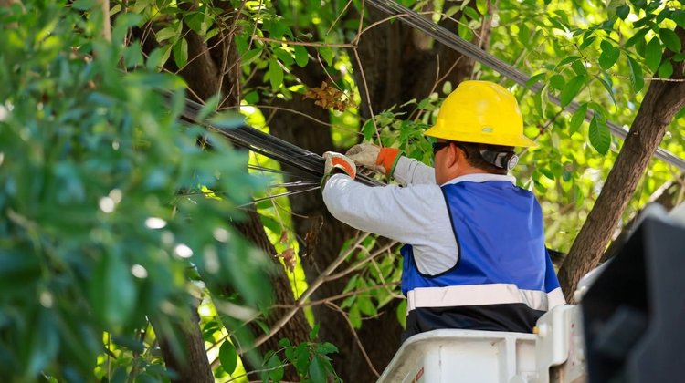 Anuncian corte de luz por poda preventiva en San Pedro