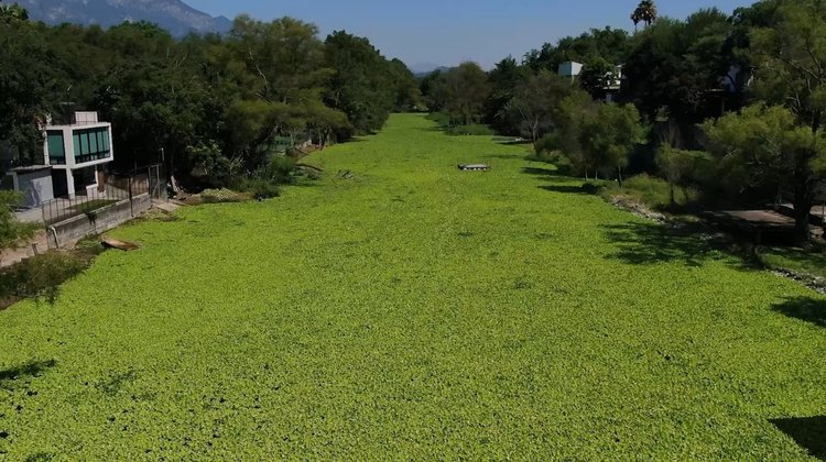 Autoridades se comprometen a combatir plaga en presa de La Boca