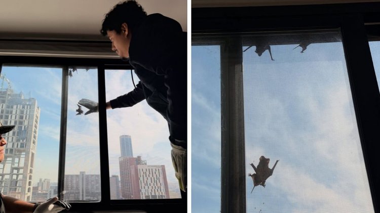 Salvan a 10 murciélagos en edificio del Centro de Monterrey