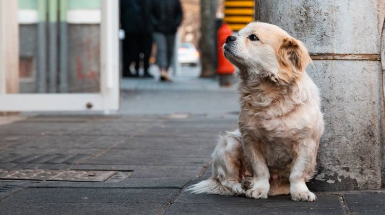 Mueren 10 perros y gatos por posible veneno en Chetumal